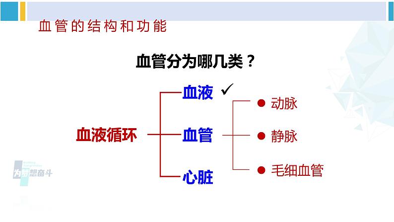北师大版七年级生物下册 第9章 人体内的物质运输第1课时 血管和心脏(课件)06