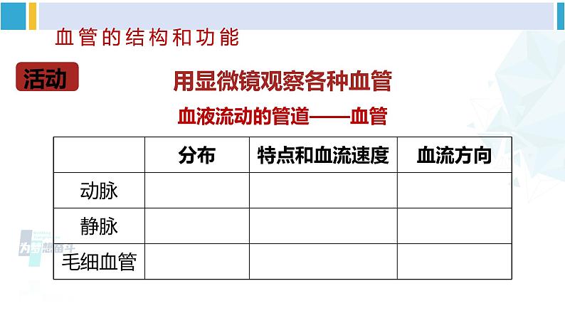 北师大版七年级生物下册 第9章 人体内的物质运输第1课时 血管和心脏(课件)08