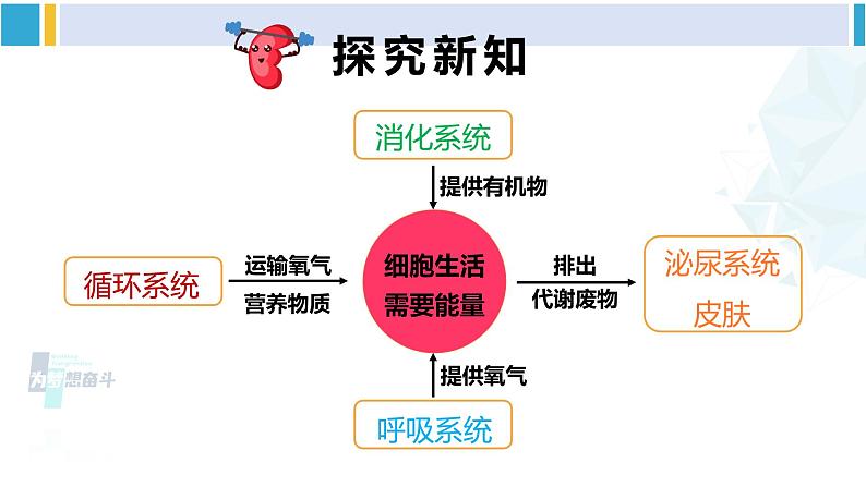 北师大版七年级生物下册 第11章 人体代谢废物的排出第1节 人体产生的代谢废物(课件)第3页