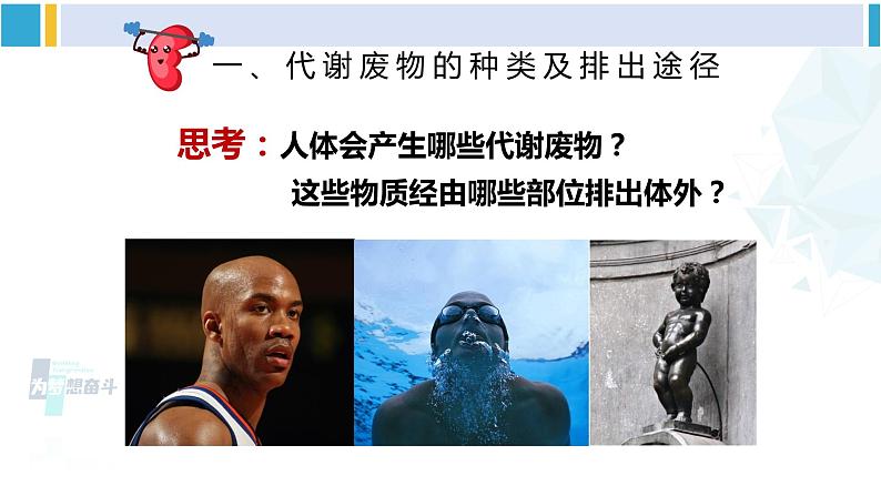 北师大版七年级生物下册 第11章 人体代谢废物的排出第1节 人体产生的代谢废物(课件)第4页