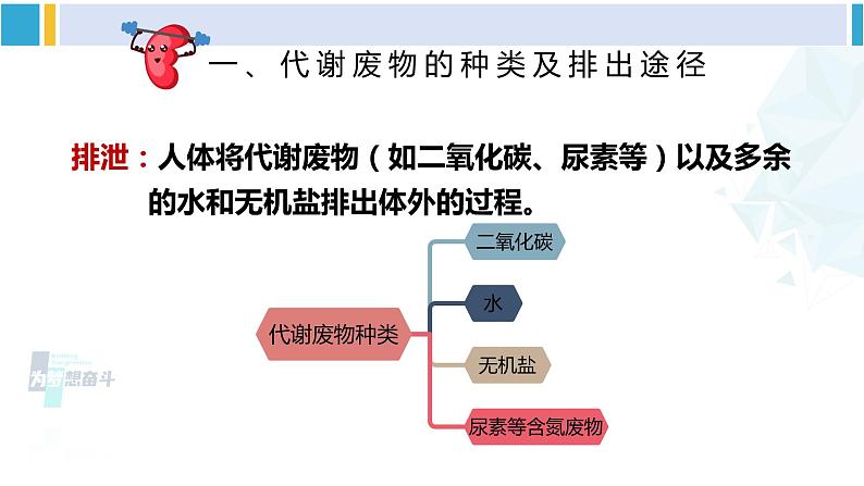 北师大版七年级生物下册 第11章 人体代谢废物的排出第1节 人体产生的代谢废物(课件)第7页