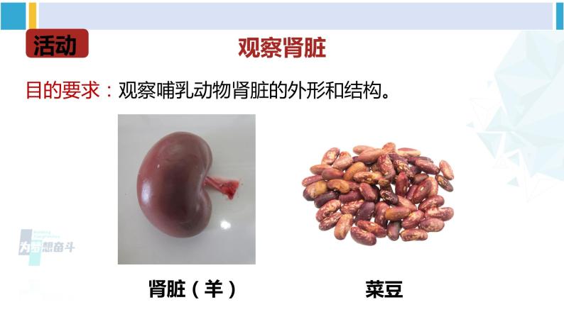 北师大版七年级生物下册 第11章 人体代谢废物的排出第1课时 泌尿系统的组成（课件）06