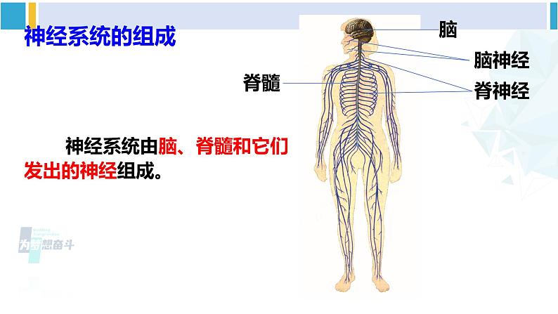 北师大版七年级生物下册第12章 人体的自我调节第1课时 神经系统(课件)第5页