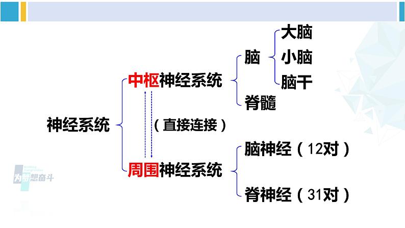 北师大版七年级生物下册第12章 人体的自我调节第1课时 神经系统(课件)第6页