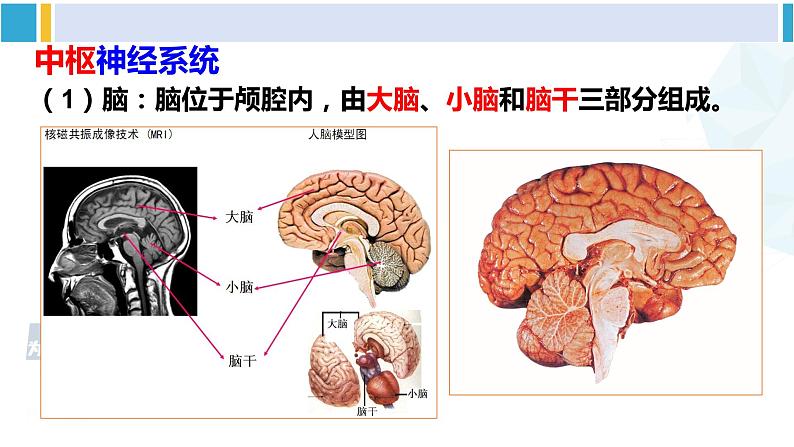 北师大版七年级生物下册第12章 人体的自我调节第1课时 神经系统(课件)第7页