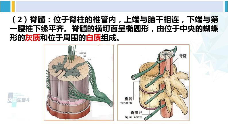北师大版七年级生物下册第12章 人体的自我调节第1课时 神经系统(课件)第8页