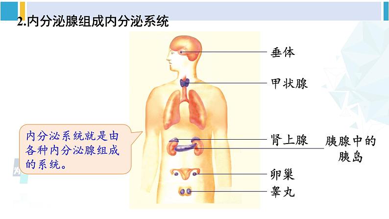 北师大版七年级生物下册第12章 人体的自我调节第3节 激素调节(课件)第5页