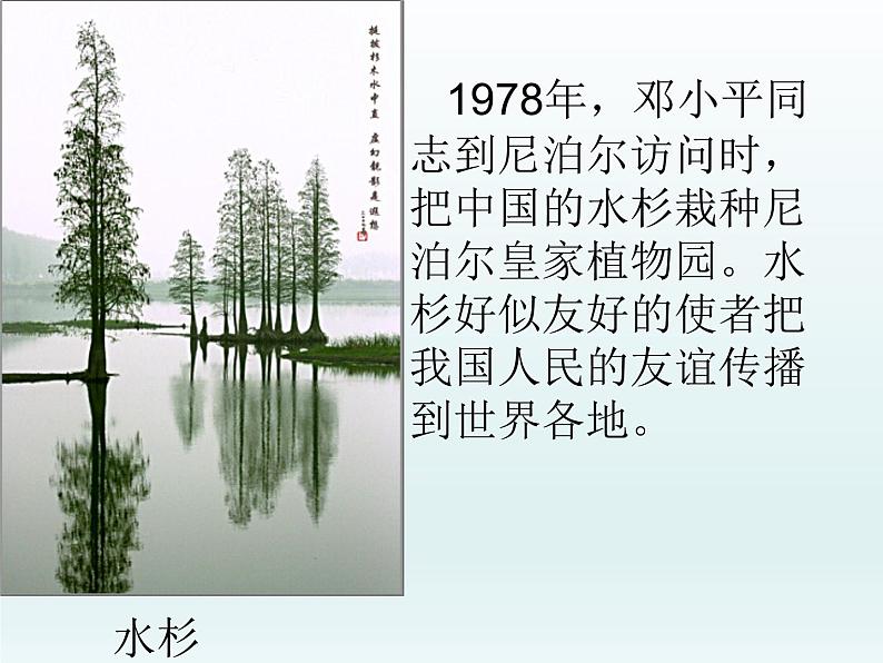 冀教版生物七年级上册 第三章 第七节 我国的珍稀植物_课件第2页