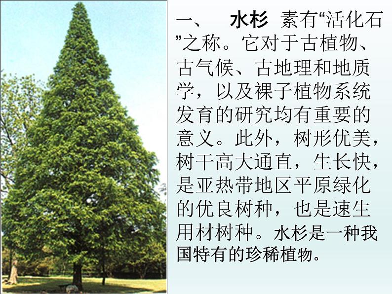 冀教版生物七年级上册 第三章 第七节 我国的珍稀植物_课件第4页