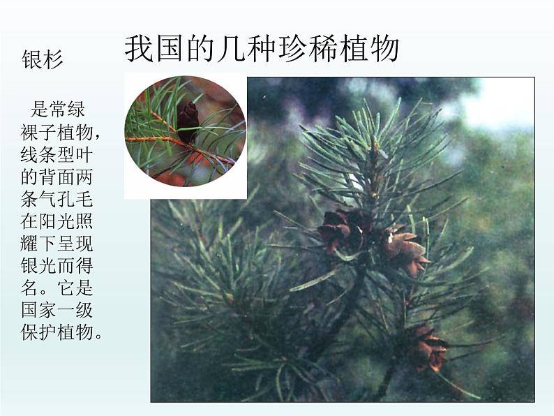 冀教版生物七年级上册 第三章 第七节 我国的珍稀植物_课件第5页