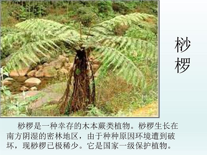 冀教版生物七年级上册 第三章 第七节 我国的珍稀植物_课件第6页