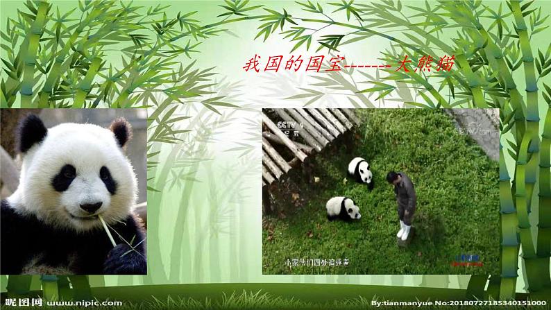 冀教版生物七年级上册 第四章 第十节 我国的珍稀动物课件第5页