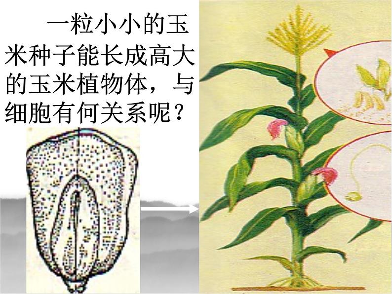 冀少版生物七年级上册 第二章 第一节 细胞的分裂与生长_课件第2页