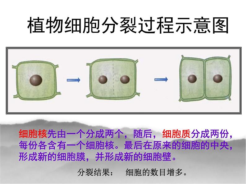 冀少版生物七年级上册 第二章 第一节 细胞的分裂与生长_课件第7页
