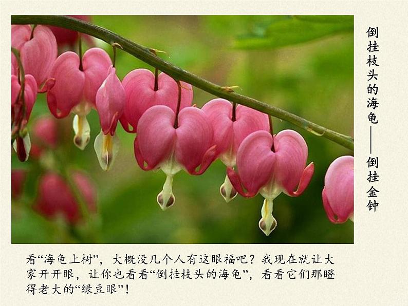 冀少版生物七年级上册 第三章 第一节 在实验室里观察植物(2)课件08