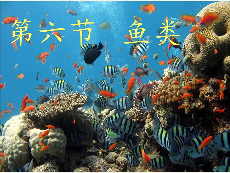 冀少版生物七年级上册 第四章 第六节 鱼类(1)课件02