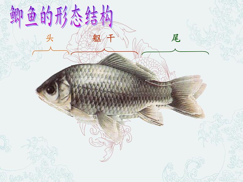 冀少版生物七年级上册 第四章 第六节 鱼类(1)课件05