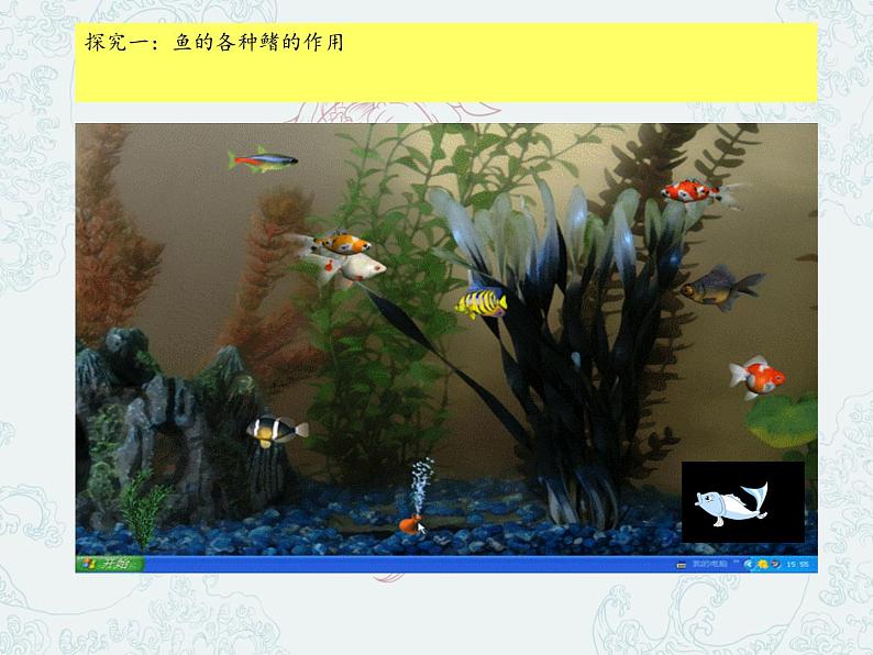 冀少版生物七年级上册 第四章 第六节 鱼类(1)课件07