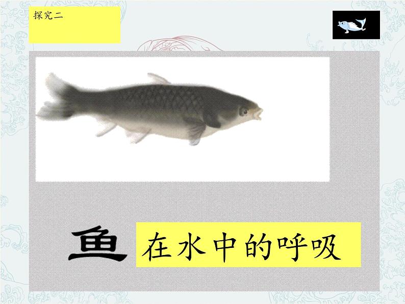 冀少版生物七年级上册 第四章 第六节 鱼类(1)课件08