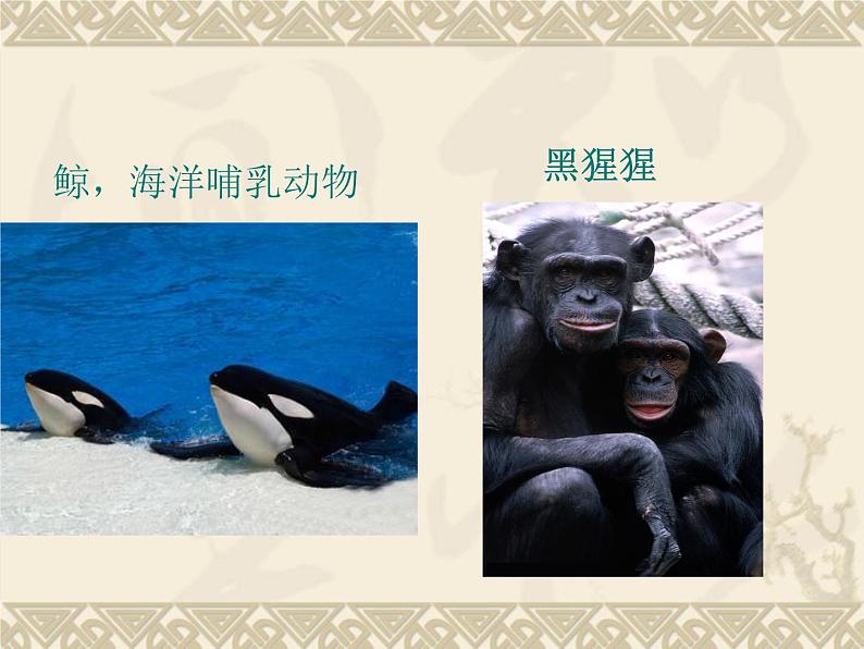 冀少版生物七年级上册 第四章 第九节 哺乳动物课件第3页