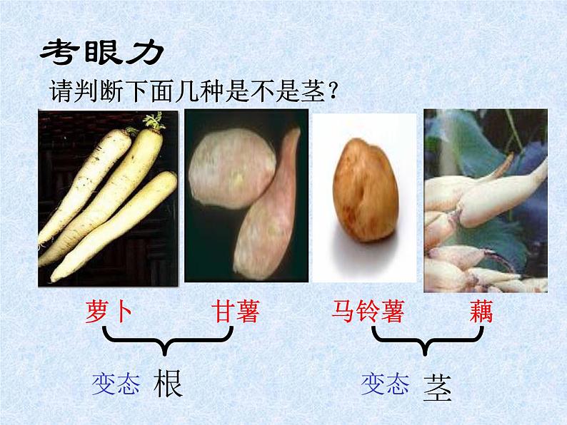 冀少版生物七年级上册 第三章 第一节 在实验室里观察植物_课件06