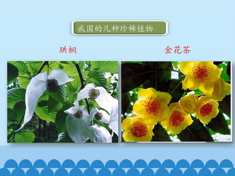 冀少版生物七年级上册 第三章 第七节 我国的珍稀植物_(1)课件08