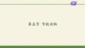 初中生物冀少版七年级上册第五节 节肢动物图片课件ppt