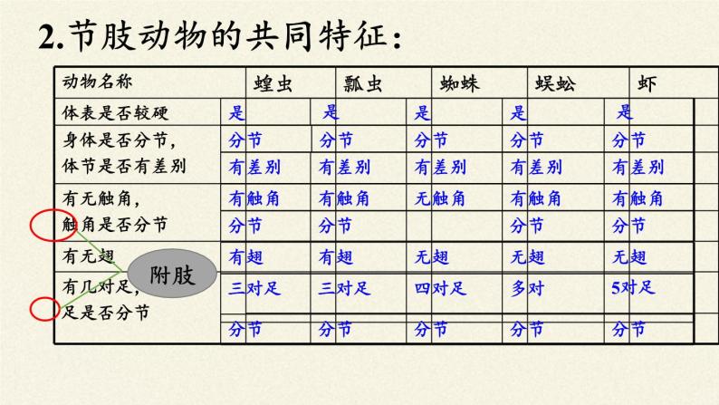 冀少版生物七年级上册 第四章 第五节  节肢动物课件07