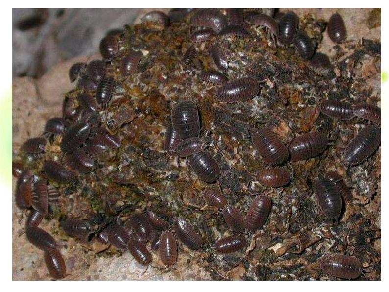 冀少版生物七年级上册 第一章 第四节 学习探究课件第7页