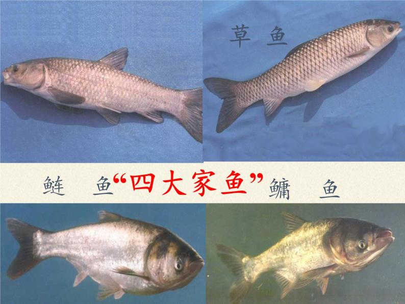 冀少版生物七年级上册 第四章 第六节  鱼类课件03