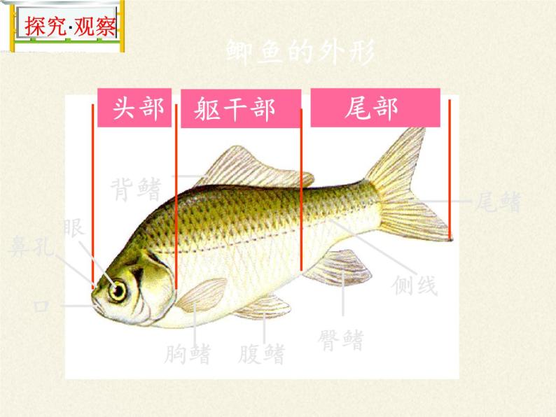 冀少版生物七年级上册 第四章 第六节  鱼类课件04