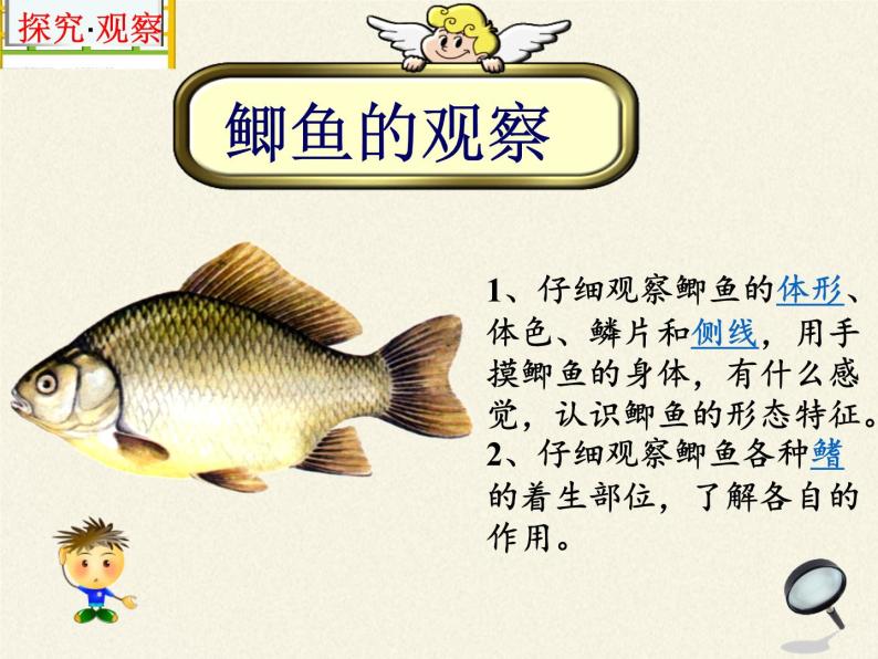 冀少版生物七年级上册 第四章 第六节  鱼类课件07