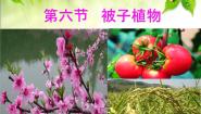 初中生物冀少版七年级上册第一单元  我们身边的生命世界第三章  形形色色的植物第六节 被子植物示范课课件ppt