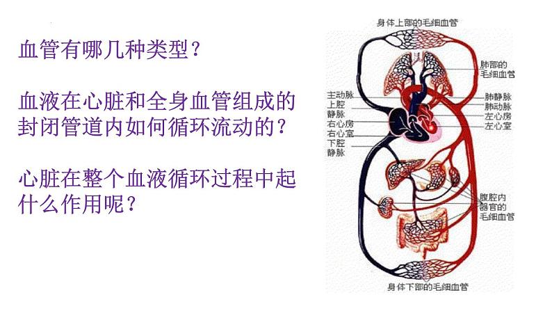 9.2++血液循环(第1课时)课件-2023-2024学年北师大版生物七年级下册第1页