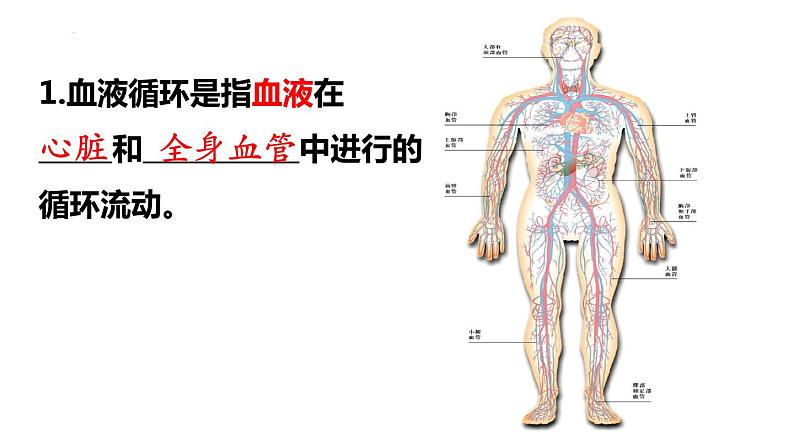 9.2++血液循环(第1课时)课件-2023-2024学年北师大版生物七年级下册第3页