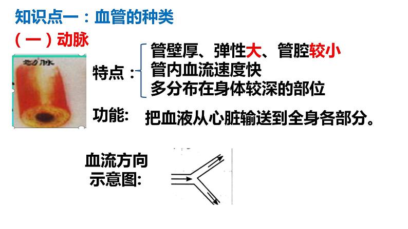 9.2++血液循环(第1课时)课件-2023-2024学年北师大版生物七年级下册第4页