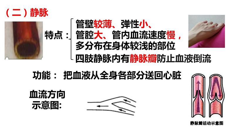 9.2++血液循环(第1课时)课件-2023-2024学年北师大版生物七年级下册第5页