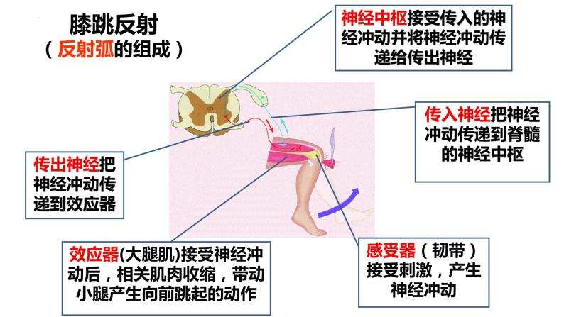 2.1.2 神经调节的基本方式-2023-2024学年八年级生命科学同步课堂（沪教版第一册）课件06