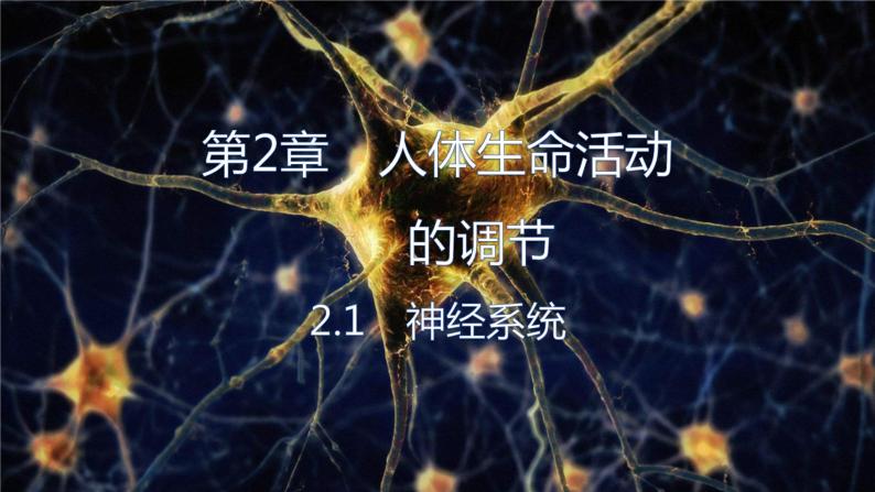 2.1.1 神经系统的组成（第一课时）-2023-2024学年八年级生命科学同步课堂（沪教版第一册）课件01
