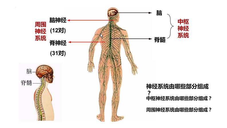 2.1.1 神经系统的组成(第一课时)-2023-2024学年八年级生命科学同步课堂(沪教版第一册)课件第6页