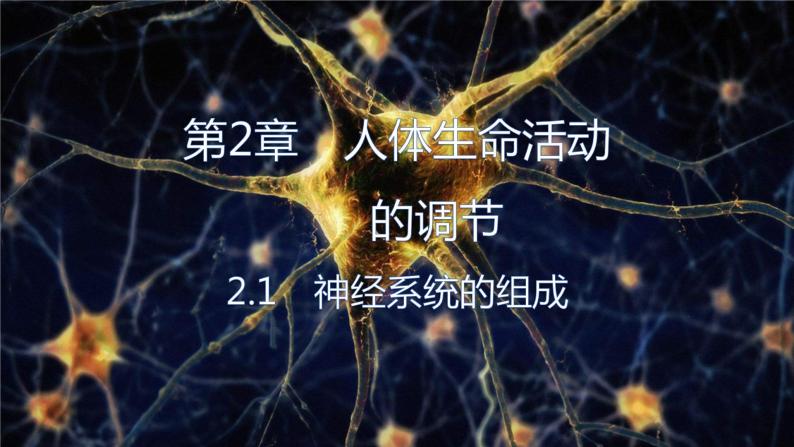 2.1.1 神经系统的组成（第二课时）-2023-2024学年八年级生命科学同步课堂（沪教版第一册）课件01