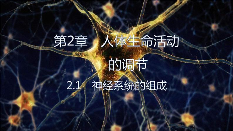 2.1.1 神经系统的组成(第二课时)-2023-2024学年八年级生命科学同步课堂(沪教版第一册)课件01