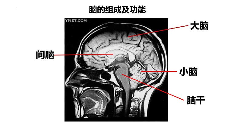 2.1.1 神经系统的组成(第二课时)-2023-2024学年八年级生命科学同步课堂(沪教版第一册)课件05