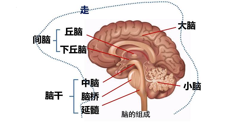 2.1.1 神经系统的组成(第二课时)-2023-2024学年八年级生命科学同步课堂(沪教版第一册)课件06