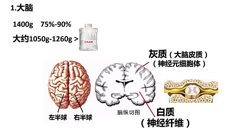 2.1.1 神经系统的组成(第二课时)-2023-2024学年八年级生命科学同步课堂(沪教版第一册)课件07