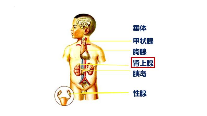 2.2.1 激素是什么（第二课时）-2023-2024学年八年级生命科学同步课堂（沪教版第一册）课件03