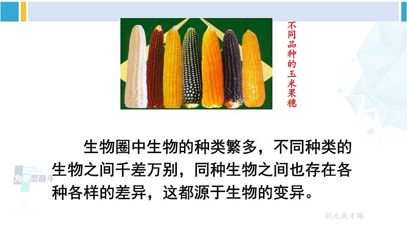 人教版八年级生物下册 第七单元 生物圈中生命的延续和发展 第五节 生物的变异(课件)第3页