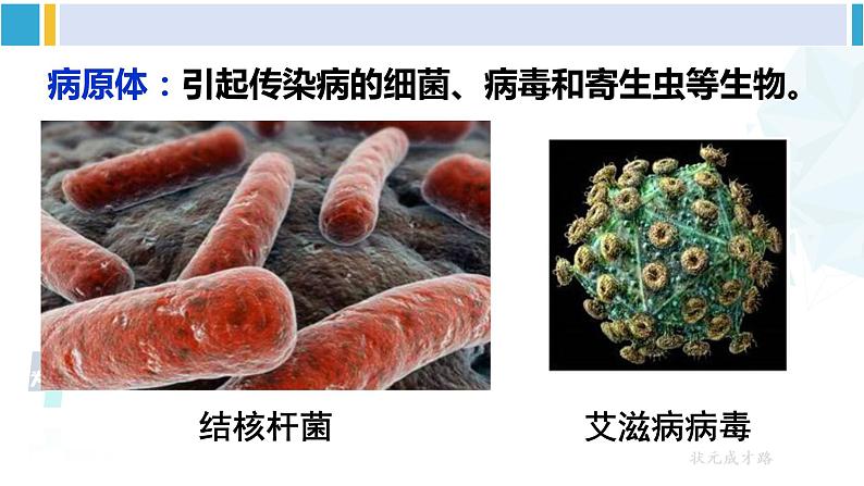 人教版八年级生物下册 第八单元 健康地生活第一节 传染病及其预防(课件)第5页