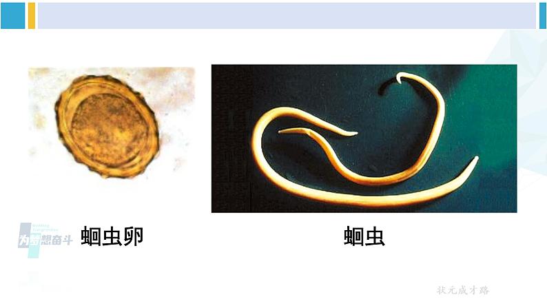 人教版八年级生物下册 第八单元 健康地生活第一节 传染病及其预防(课件)第6页