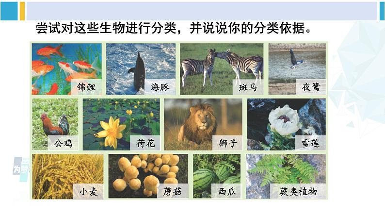 北师大版八年级生物下册 第7单元 生命的演化 第1节 生物的分类(课件)05